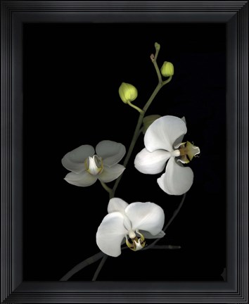 Framed Orchid &#39;06 Print