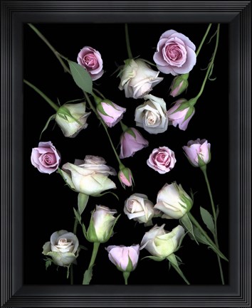 Framed Pink &amp; White Roses 5 Print
