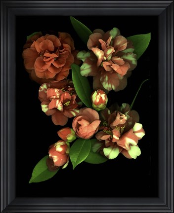 Framed Camellia 3 Print