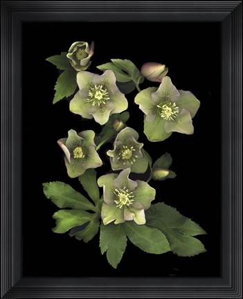 Framed Lenten Rose Print