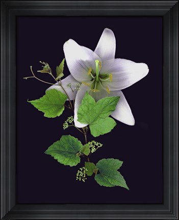 Framed White Lily Print