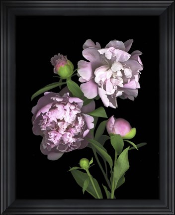 Framed Peony Print