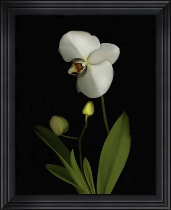 Framed Orchid Print