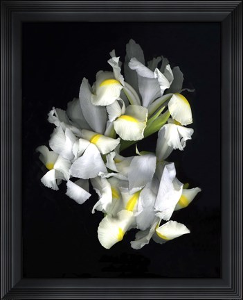 Framed White Iris Print