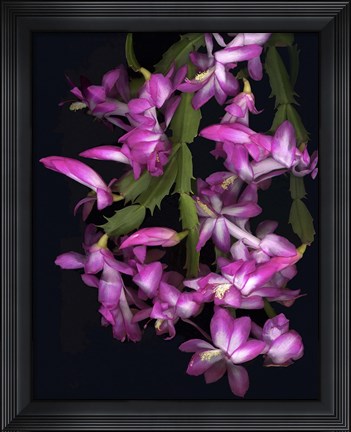 Framed Christmas Cactus Print