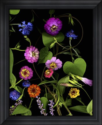 Framed Summer &#39;06 Zinnia Print