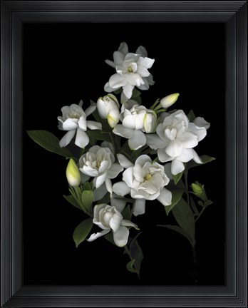 Framed Gardenia &#39;06 Print