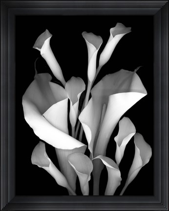 Framed White Calla 2 Print