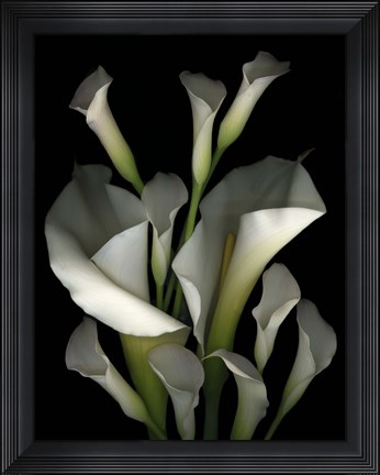Framed White &amp; Crystal Blue Callas 2 Print