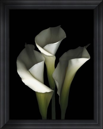 Framed White Calla 1 Print