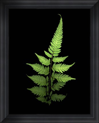 Framed Fern 3 Print