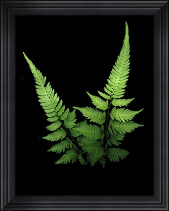 Framed Fern 2 Print