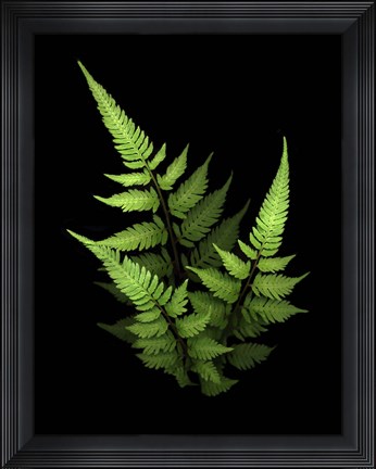 Framed 3 Ferns Print