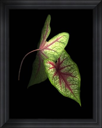 Framed Caladium Leaves 3 Print