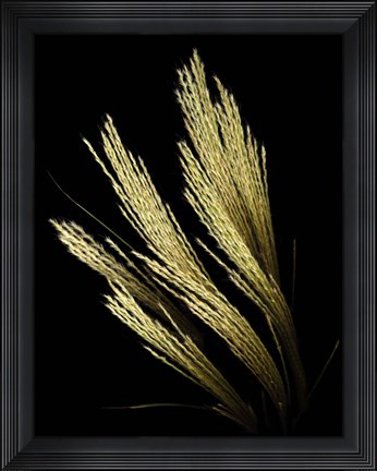 Framed Decorative Grass Print