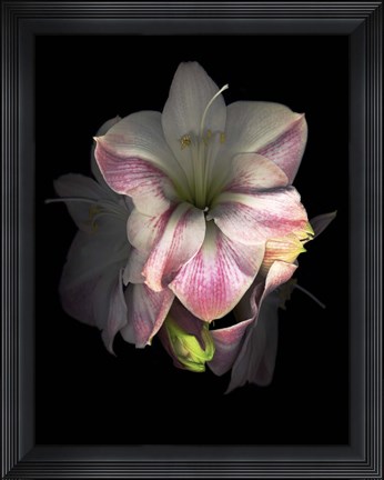 Framed Amaryllis Print