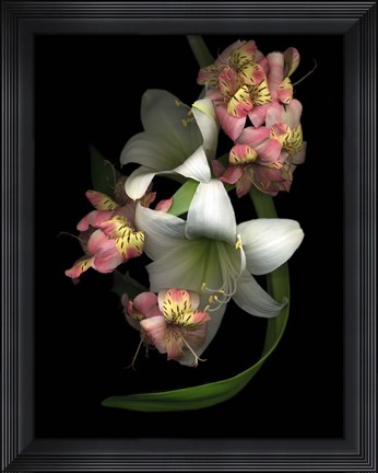 Framed White Amaryllis &amp; Alstromeria Print