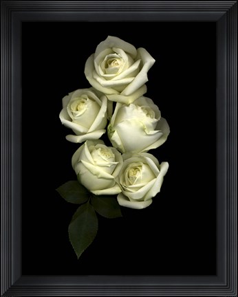 Framed White Roses Print