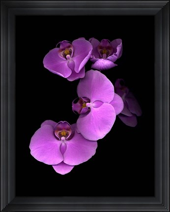 Framed Pink Orchids Print