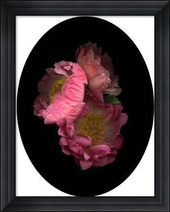 Framed 3 Peonies &#39;08 Print