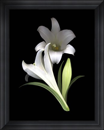 Framed Easter Lilies 3 Print