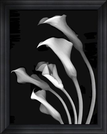 Framed Calla Lilies 3 Print