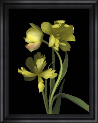 Framed Yellow Dutch Tulip 1 Print