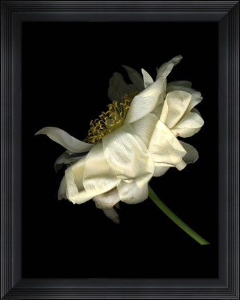 Framed Waning Peony 5 Print