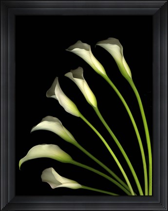 Framed Crystal Blush Calls Lily 1 Print