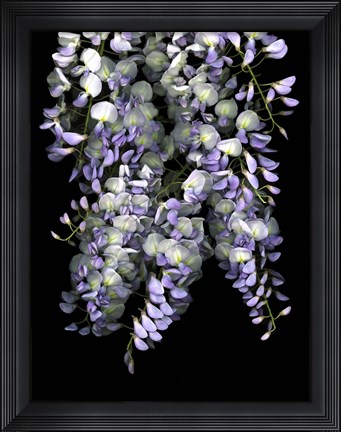 Framed Wisteria Print