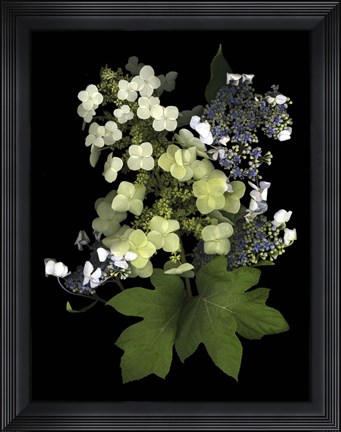 Framed Hydranga Print