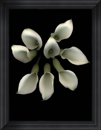 Framed Crystal Blush Calla Lily 2 Print