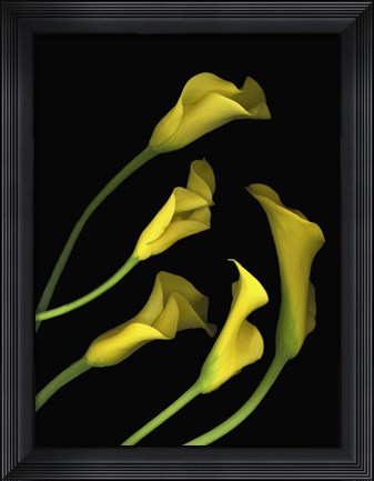 Framed Calla Lilies 1 Print