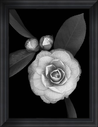 Framed Camellia with Buds Print