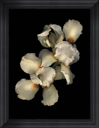 Framed Peach Iris Print