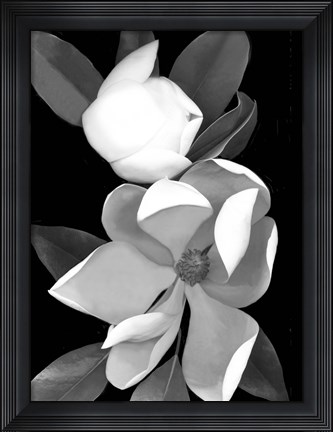 Framed White Magnolia 1 Print