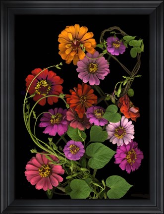 Framed Zinnia &amp; Morning Glory Vines Print