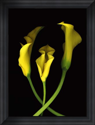 Framed Calla Lilies 2 Print