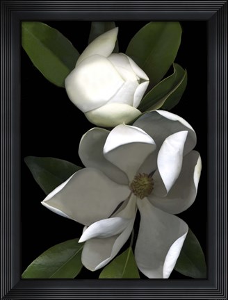 Framed White Magnolia 2 Print