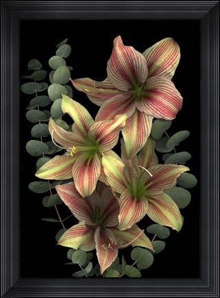 Framed 4 Red &amp; White Amaryllis &amp; Eucalyptus Print