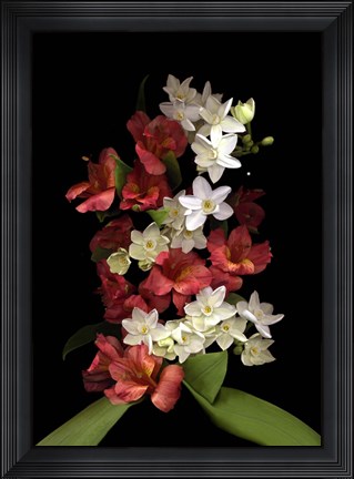 Framed Paperwhites &amp; Red Alstromeria Print