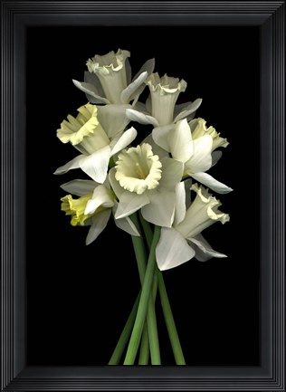 Framed Daffodils 3 Print