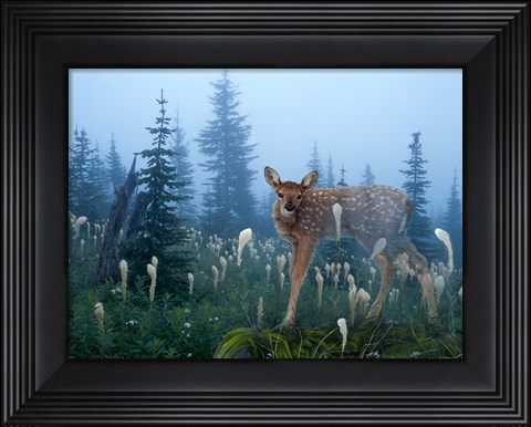 Framed Fawn Memories Print