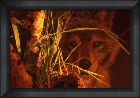 Framed First Light Print