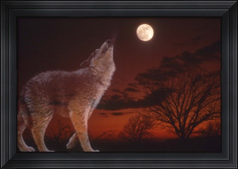 Framed White Wolf And Full Moon Print