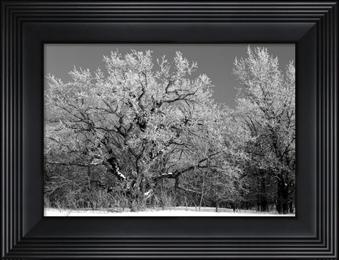 Framed Winter Frost 4 Print