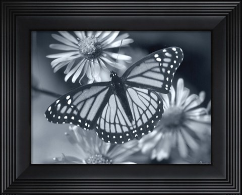 Framed Monarch On Wildflower Print