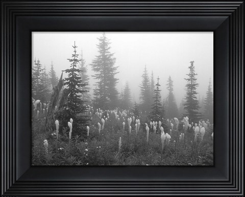 Framed Evergreens And Field Mist 7 Print
