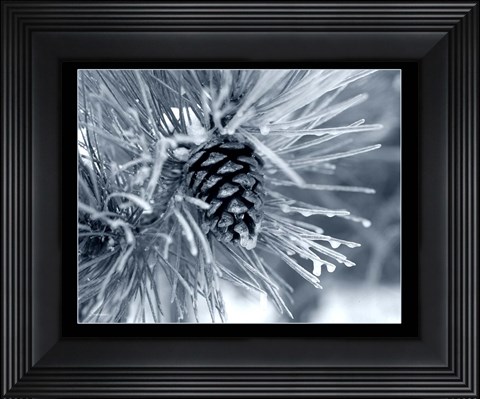 Framed Ice Pine Cone 2 Print