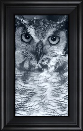 Framed Owl Print